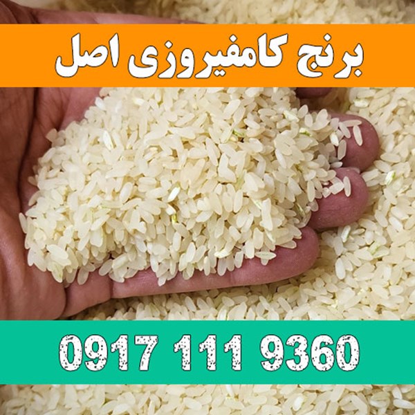 فروش برنج کامفیروزی اصل 09171119360 در شیراز بصورت عمده و کیلویی
